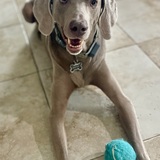Entry image for Bentley