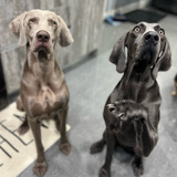Entry image for Grayson and Mila 