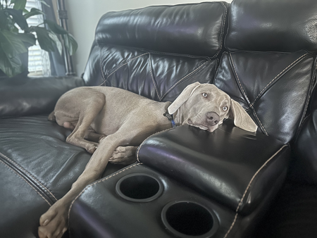 Watson 