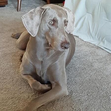 Wilbur