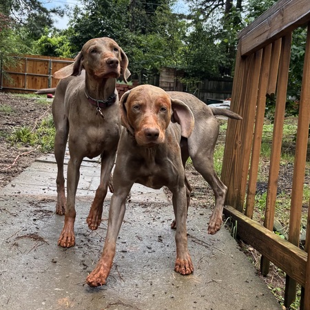 Duke & Delilah