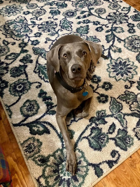Entry image for Pearl. Clicking this image will show a larger photo