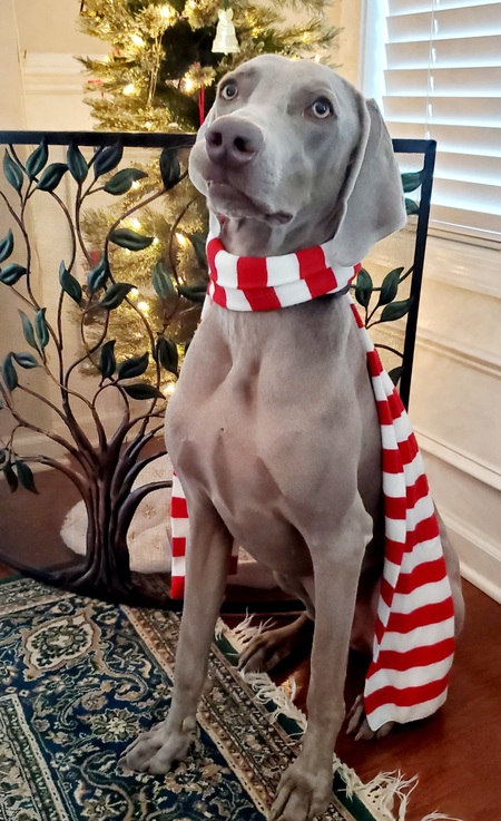 Entry image for Carter. Clicking this image will show a larger photo