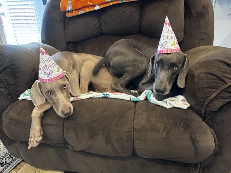 Entry image for Baron & Tillie. Clicking this image will show a larger photo