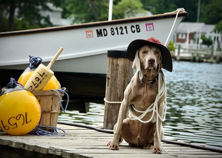 Entry image for Gunnar. Clicking this image will show a larger photo