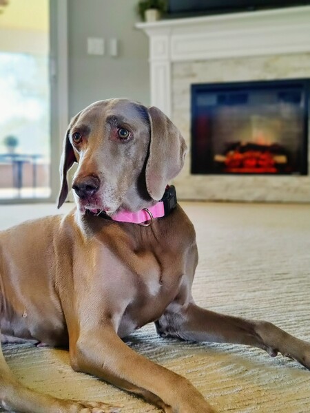 Entry image for Sadie. Clicking this image will show a larger photo