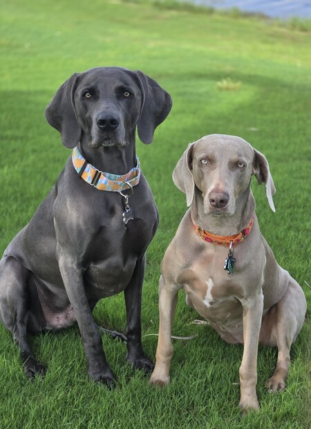 Bentley and Esme