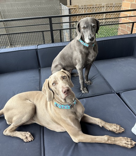 Brie and Stella 