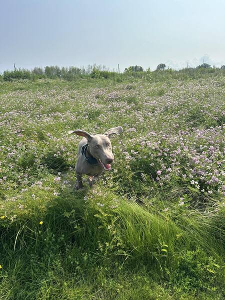 Entry image for Remi. Clicking this image will show a larger photo
