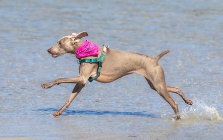 Entry image for Layla. Clicking this image will show a larger photo