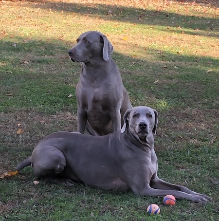 Entry image for Neco and Max. Clicking this image will show a larger photo