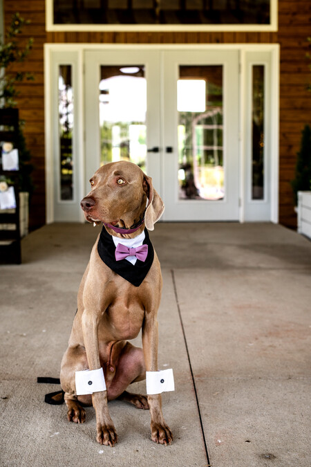 Entry image for Koda. Clicking this image will show a larger photo