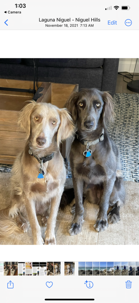 Entry image for Charlie and Willow . Clicking this image will show a larger photo