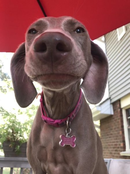 Entry image for Lulu. Clicking this image will show a larger photo