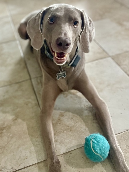 Entry image for Bentley. Clicking this image will show a larger photo