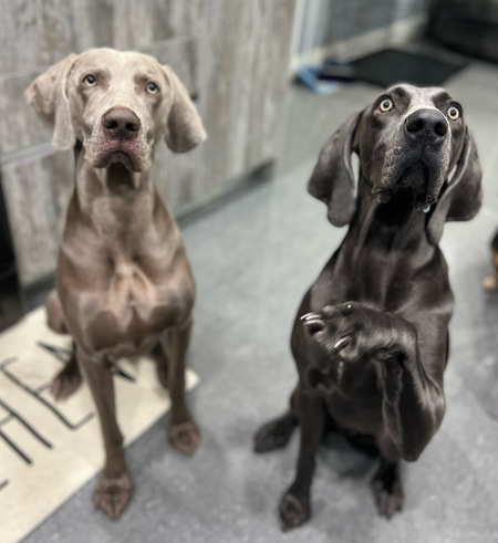 Entry image for Grayson and Mila . Clicking this image will show a larger photo