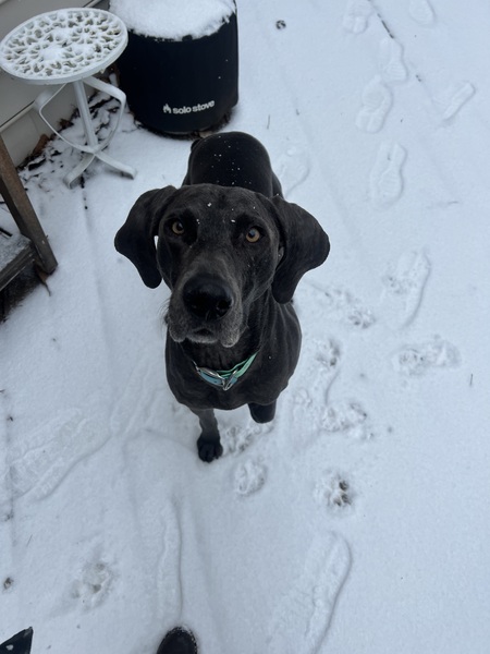 Entry image for Calvin. Clicking this image will show a larger photo