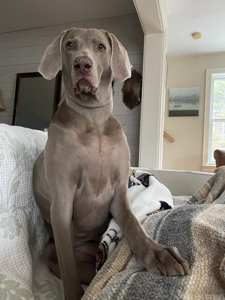 Sallie 