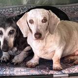 Entry image for Cookie (aka Petula Bark) and Ruger