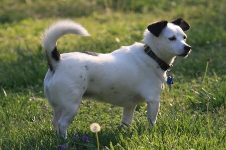 Darcy