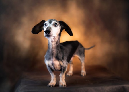 Pepper