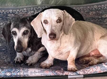 Entry image for Cookie (aka Petula Bark) and Ruger. Clicking this image will show a larger photo