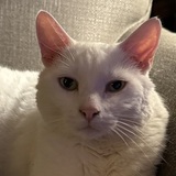 Entry image for Charlie aka Mr. Charles 