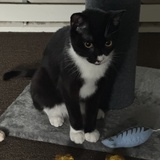 Entry image for Batman