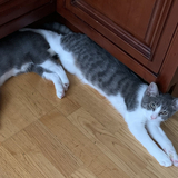 Entry image for Dasher and Dancer