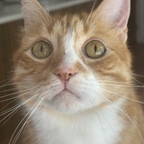 Entry image for Pete