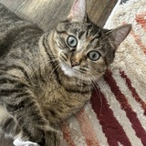 Entry image for Wanda