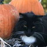 Entry image for BlackJack