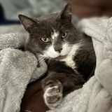 Entry image for Smokey