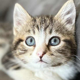 Entry image for Oliver 