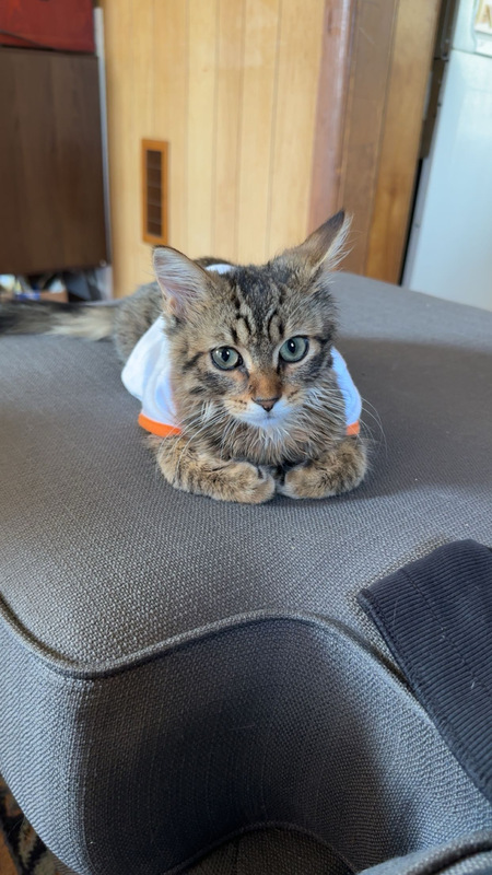 mocha chip
