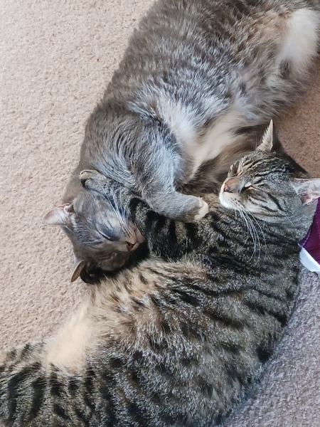 Bootsie & Tiggie
