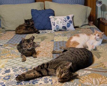 Cleo, Oscar, Ruby and Sancho