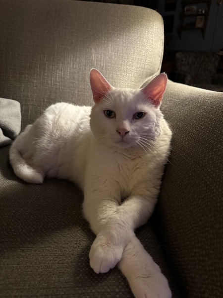 Entry image for Charlie aka Mr. Charles . Clicking this image will show a larger photo
