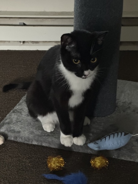 Entry image for Batman. Clicking this image will show a larger photo