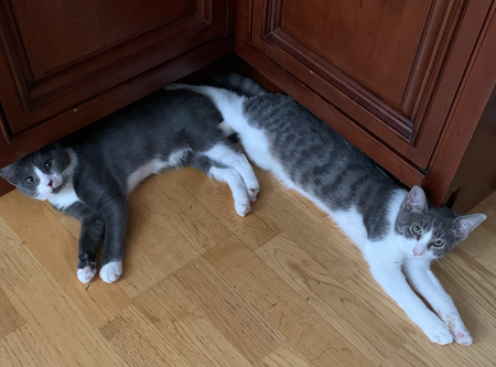 Entry image for Dasher and Dancer. Clicking this image will show a larger photo