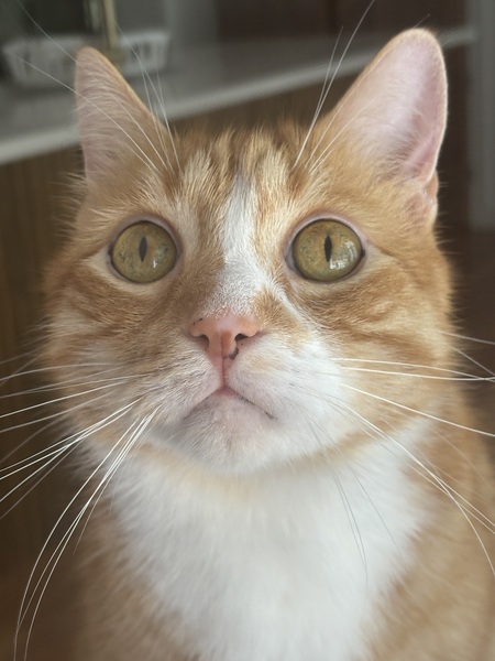 Entry image for Pete. Clicking this image will show a larger photo