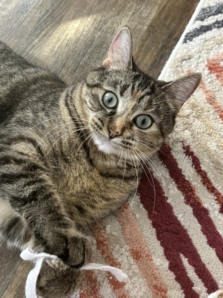 Entry image for Wanda. Clicking this image will show a larger photo