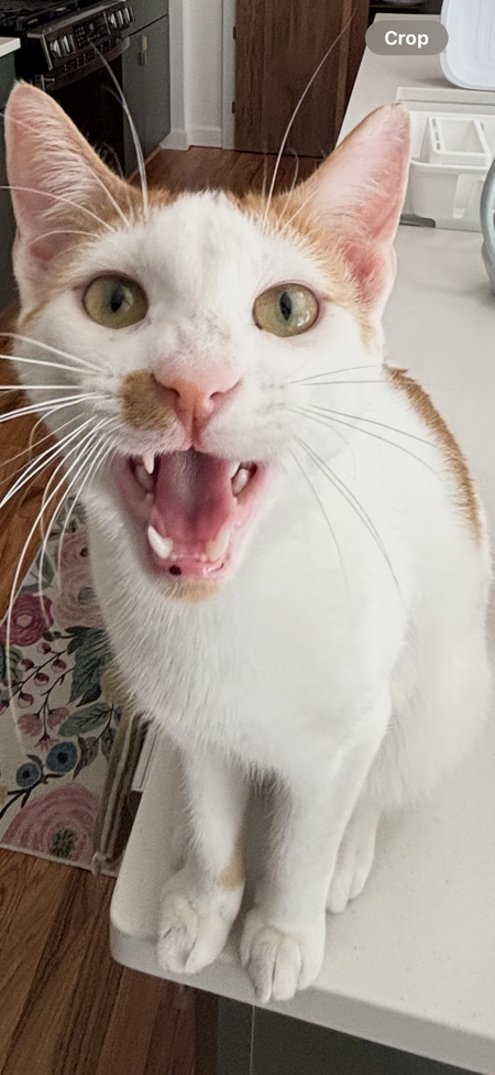 Entry image for Keebler. Clicking this image will show a larger photo