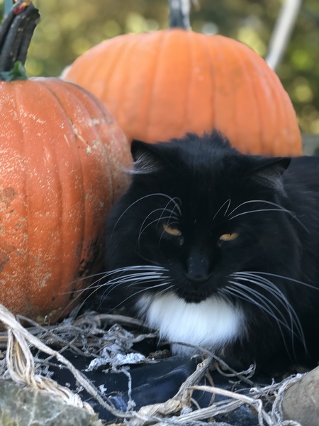 Entry image for BlackJack. Clicking this image will show a larger photo