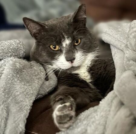 Entry image for Smokey. Clicking this image will show a larger photo