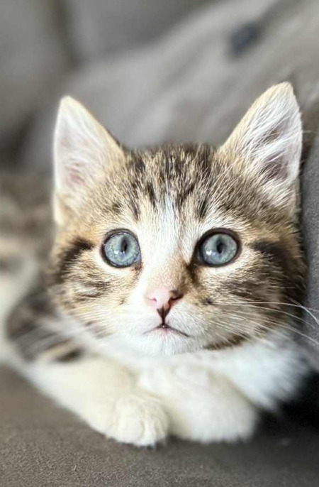 Entry image for Oliver . Clicking this image will show a larger photo