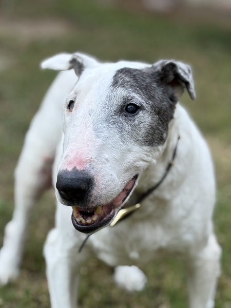 Frankie 