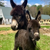 Entry image for Poppy and Miracle’s Poppy aka Teddy