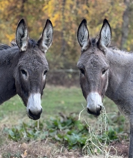 Jolene & Lucille 