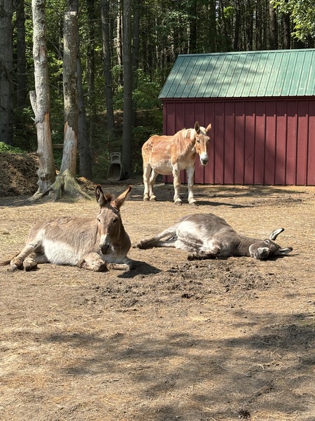 Rosie, Gulliver and Peanut
